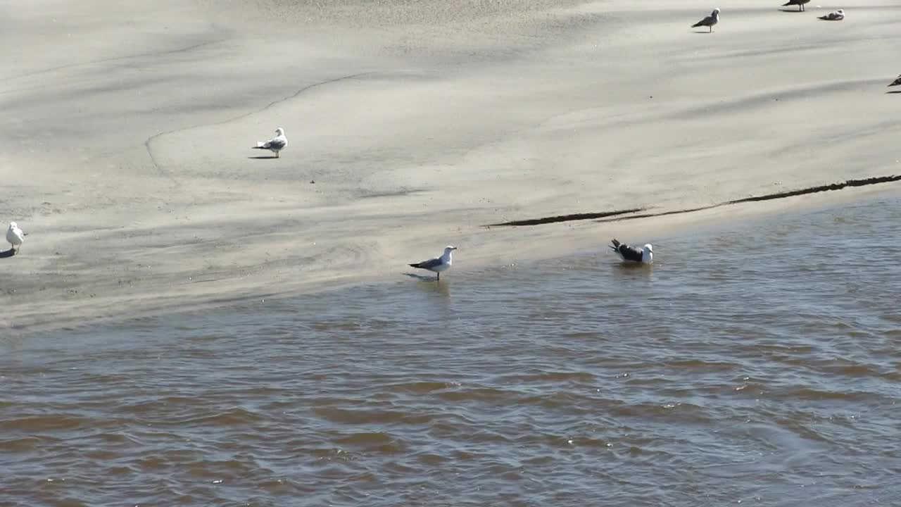 海鸥在沙滩上与蒸汽流动视频素材