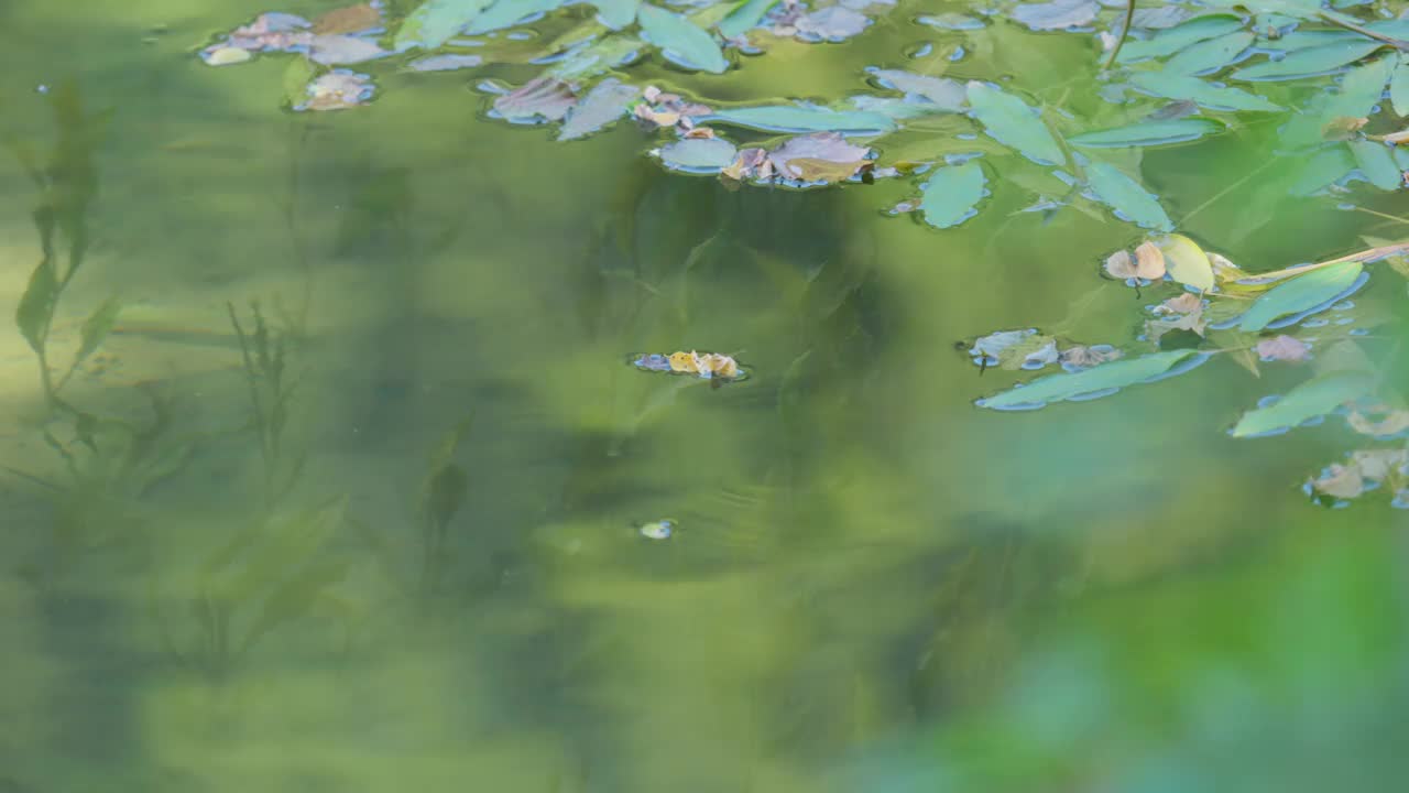 树叶漂浮在清澈的库帕河表面的特写镜头，克罗地亚视频下载