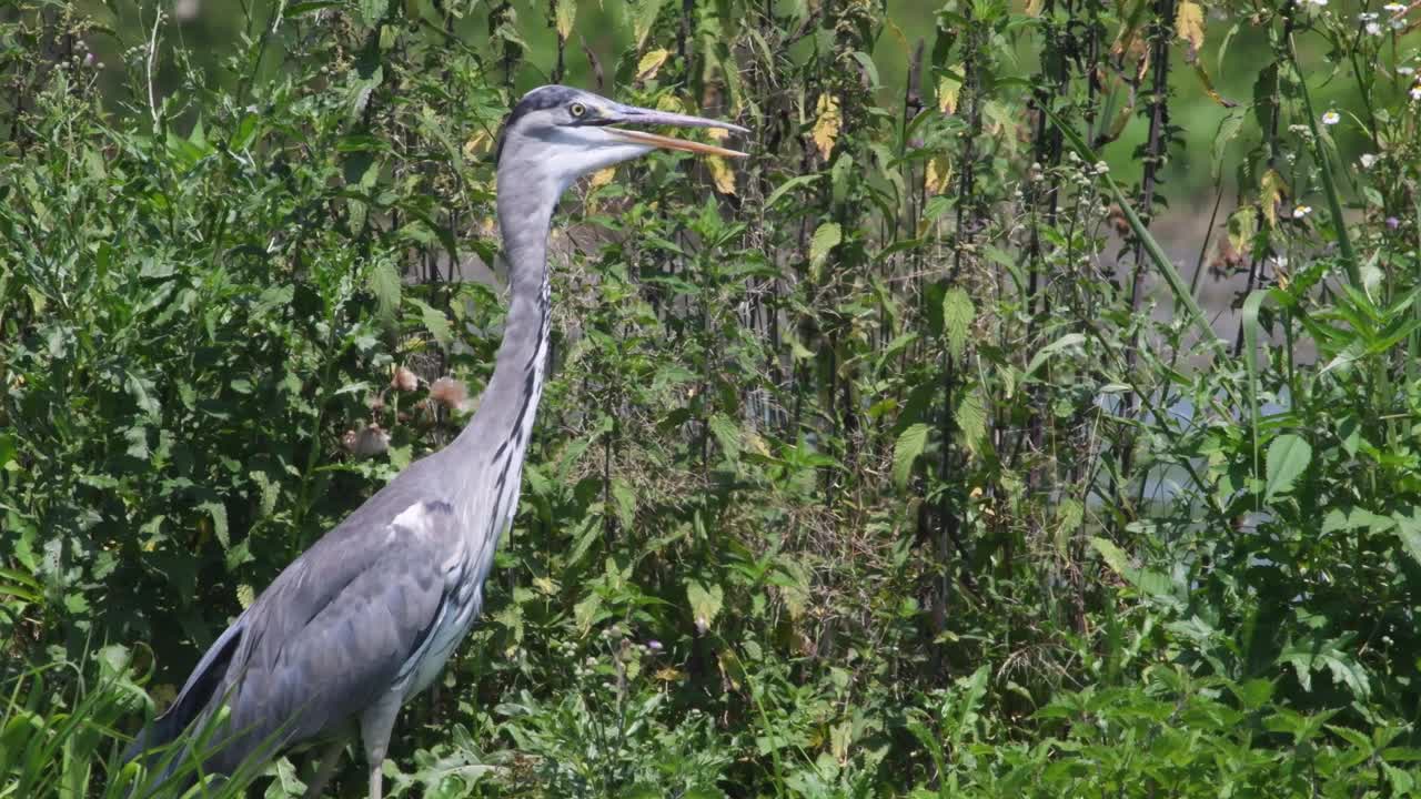 灰苍鹭，Ardea cinerea视频素材