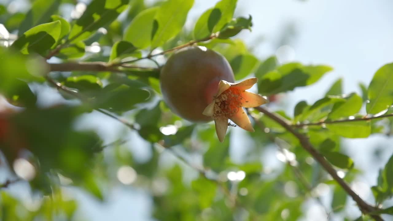 夏日里的石榴兰花视频素材