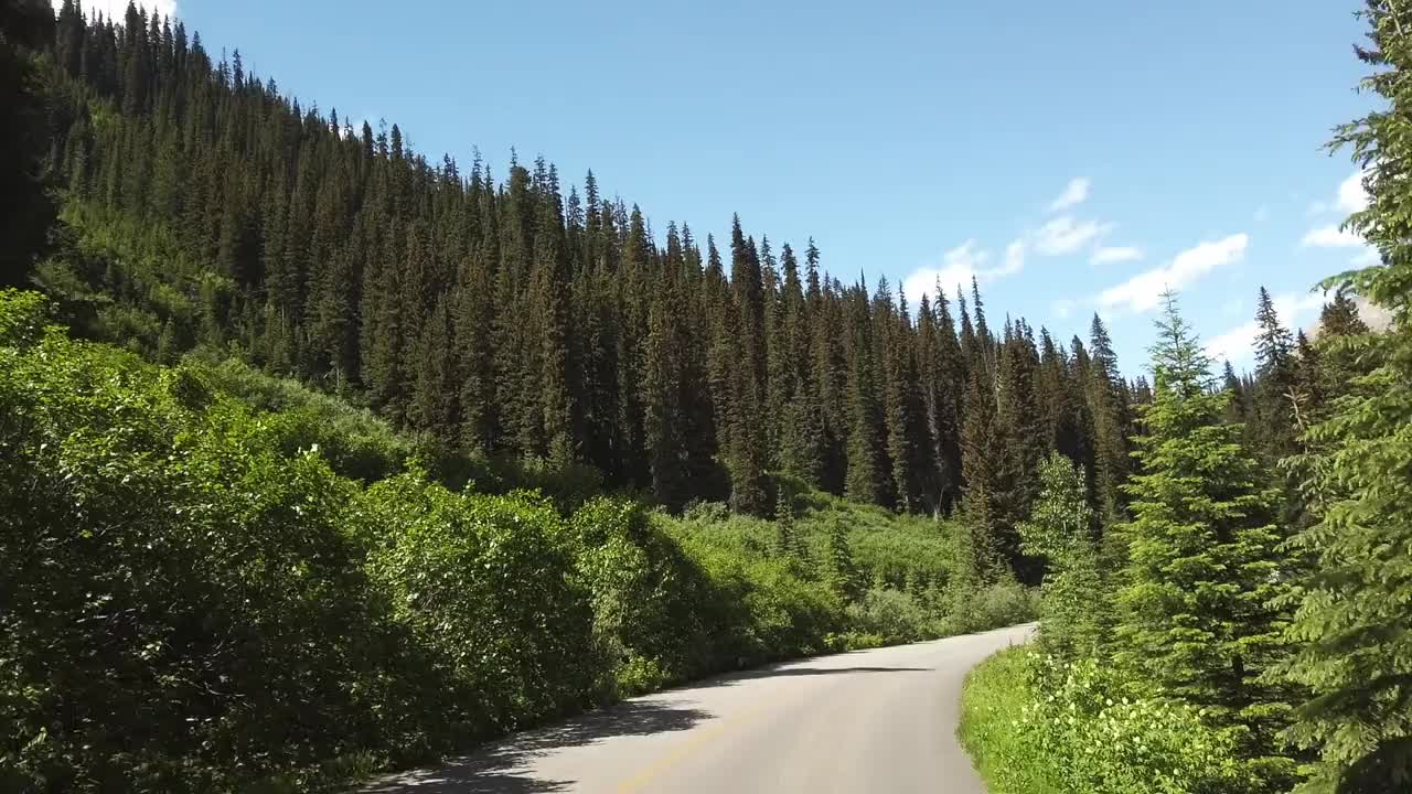 一条蜿蜒的道路穿过茂密的常绿森林，在晴朗的蓝天下，树木高大。这一场景捕捉到了山间驾车的宁静与美景。视频素材