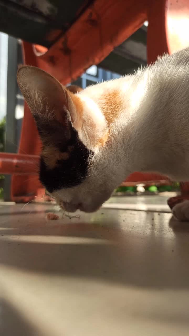 可爱的猫视频素材