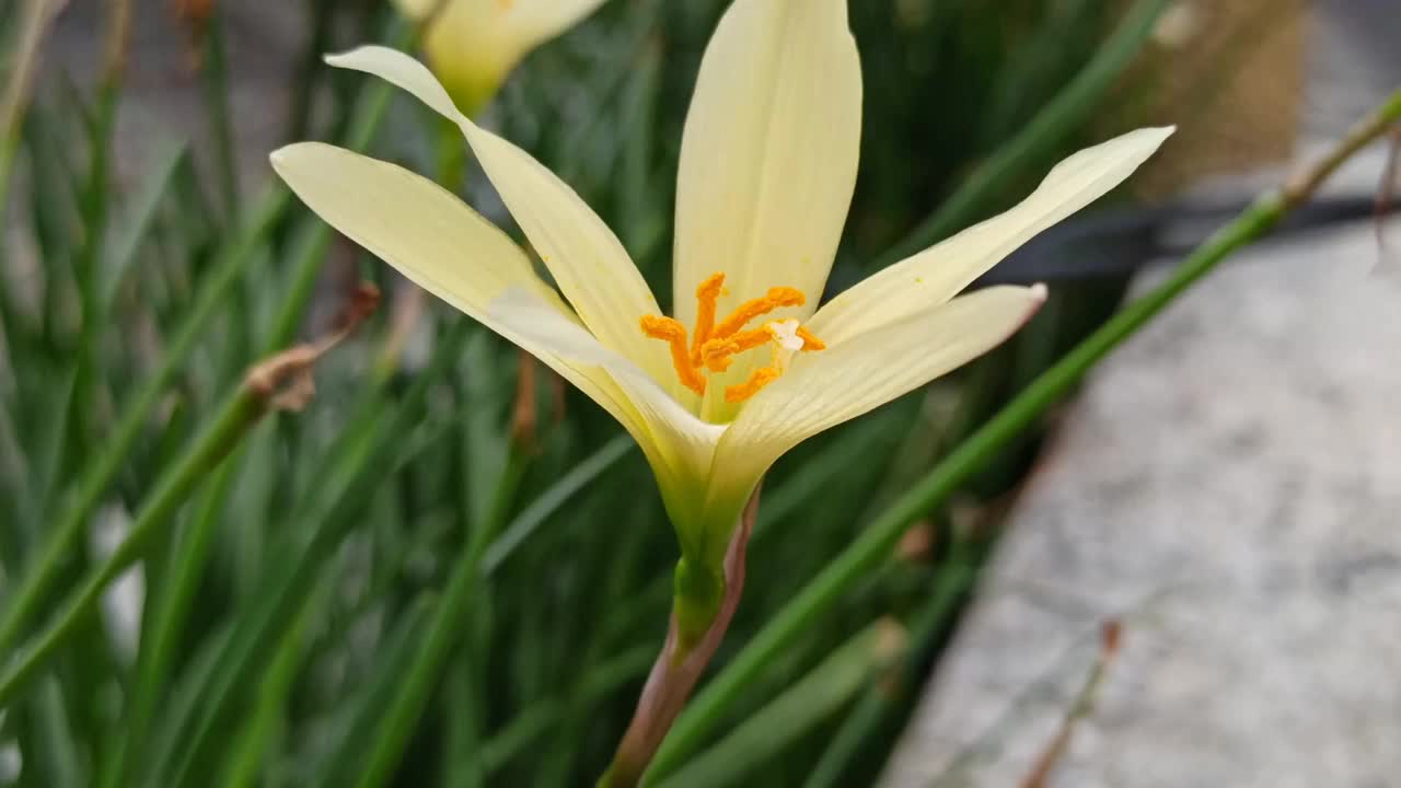 雨莉莉视频下载