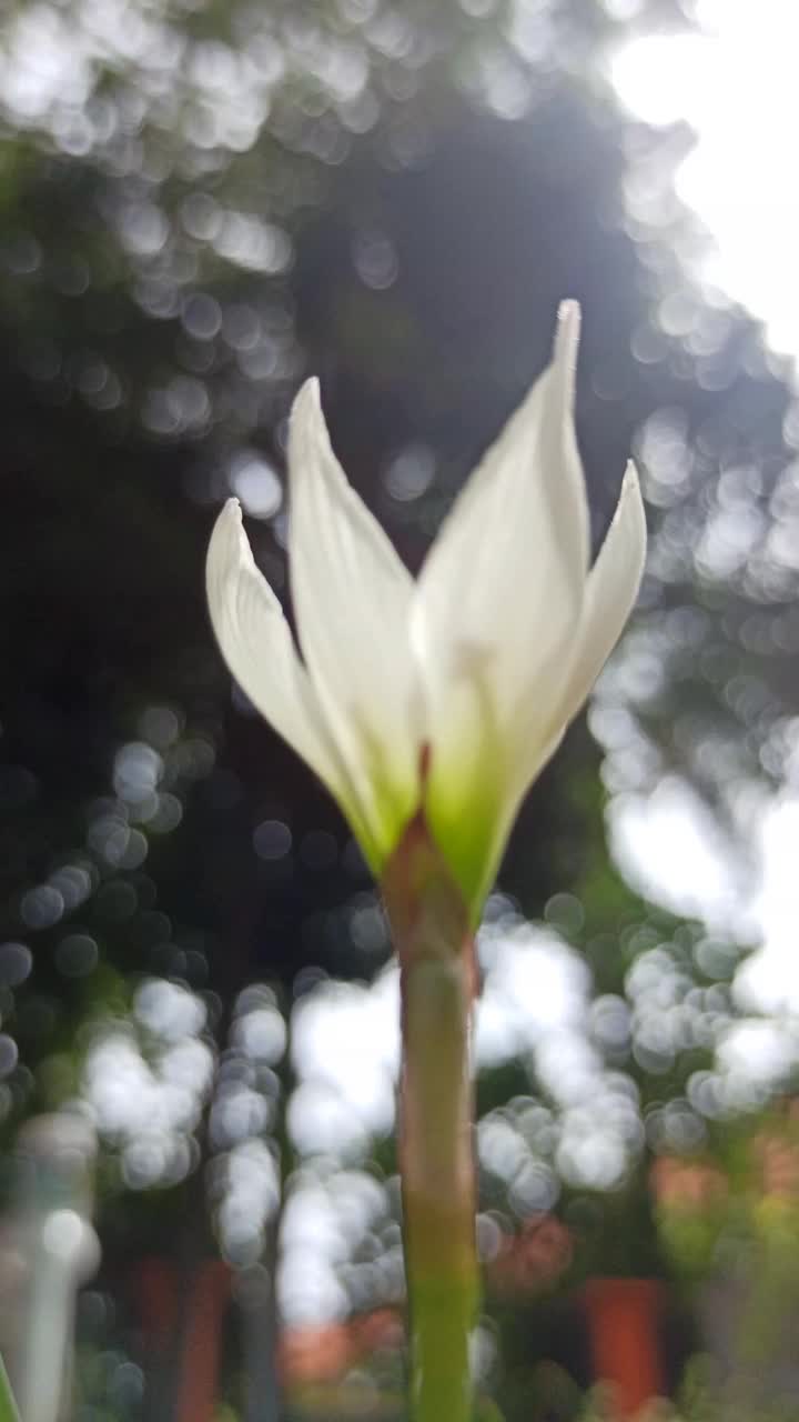 雨莉莉视频素材