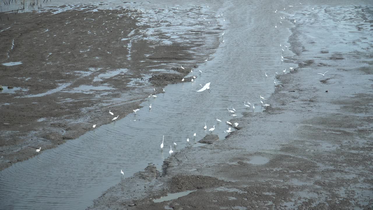 在泥滩上觅食的白鹭。湿地拉姆萨尔公约概念。视频下载