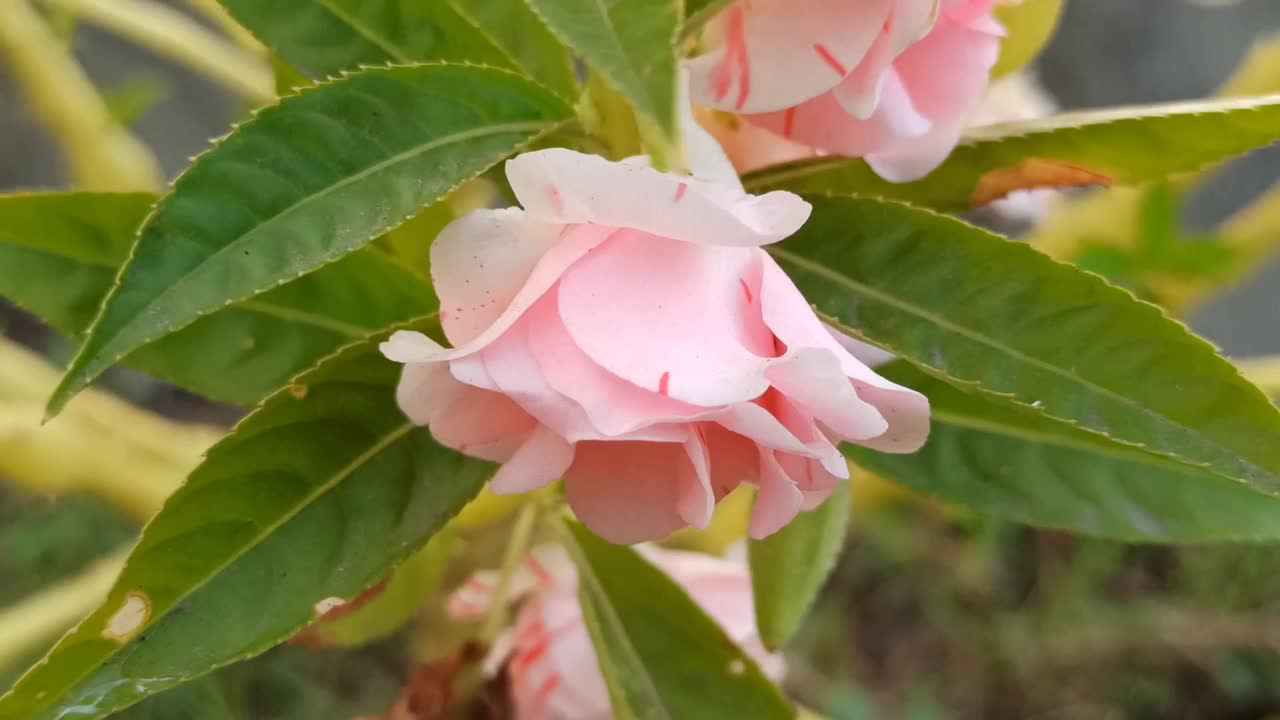 凤仙花视频下载