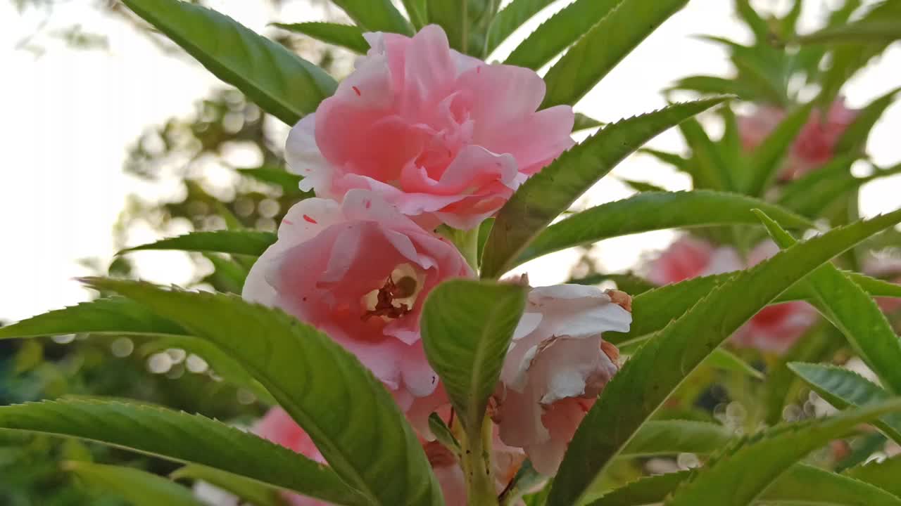 凤仙花视频下载