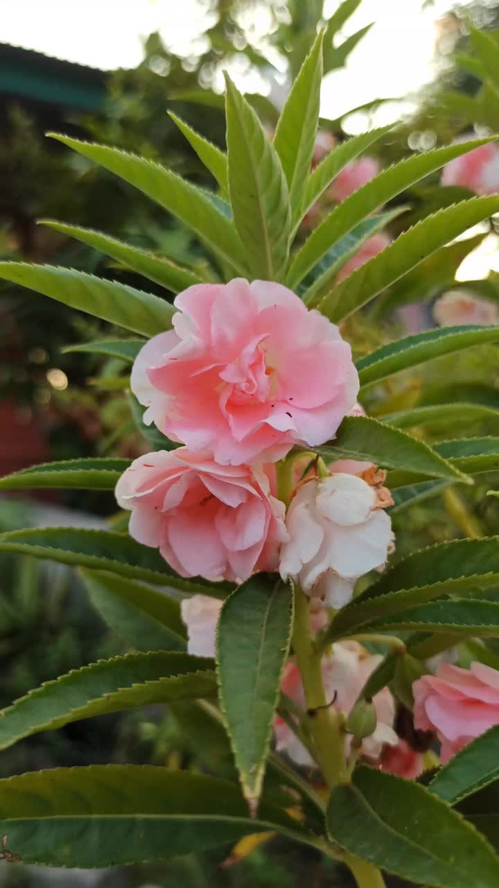 凤仙花视频下载