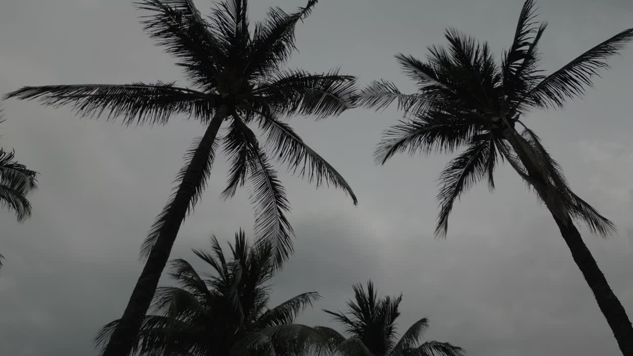 暴风雨前的棕榈树视频下载