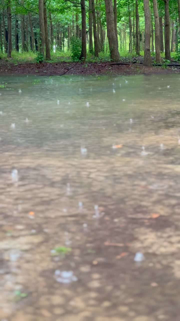 江原道，原州，树木，雨落在森林里/韩国视频素材