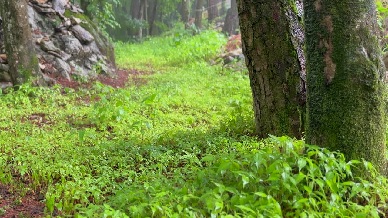 江原道，原州，赤山国立公园，雨落在森林里/韩国视频素材