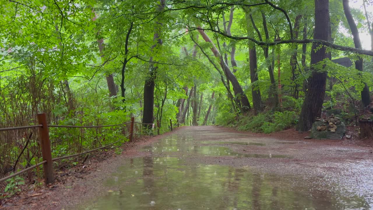 江原道，原州，赤山国立公园，雨在散步/韩国视频素材