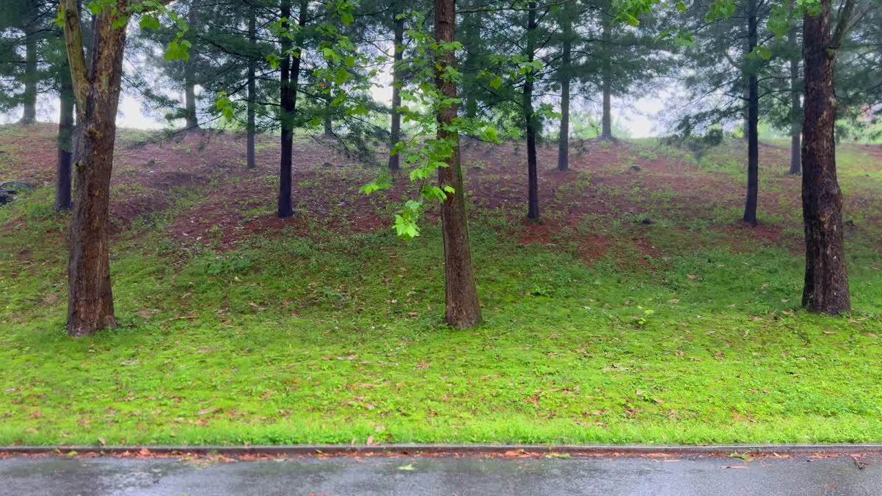 江原道，原州，树木，雨落在森林里/韩国视频素材