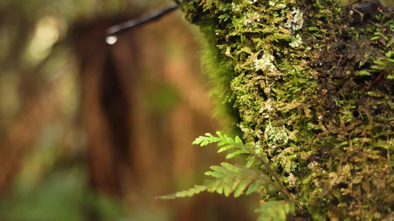 雨林中的苔藓树视频素材