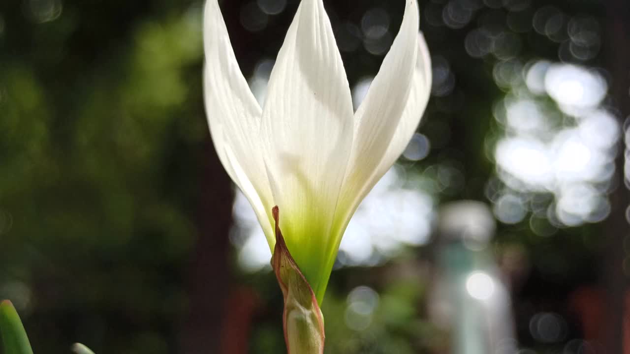 雨莉莉视频素材