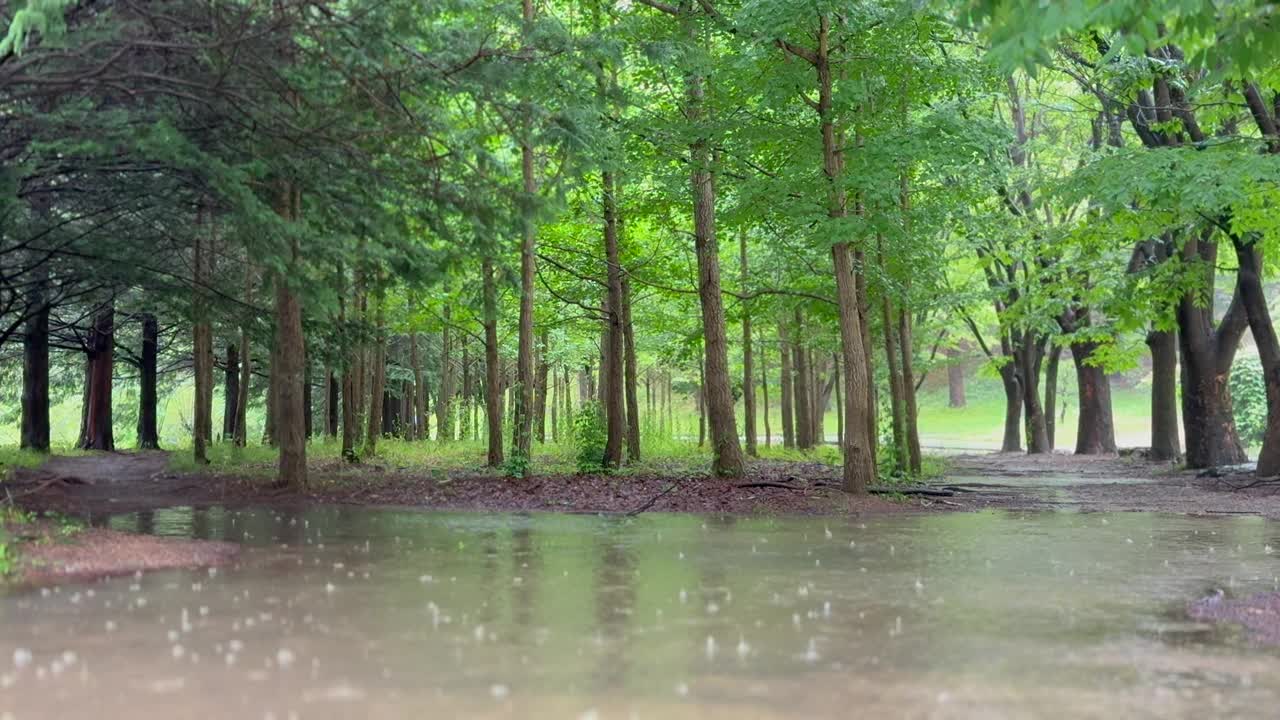 江原道，原州，树木，雨落在森林里/韩国视频素材