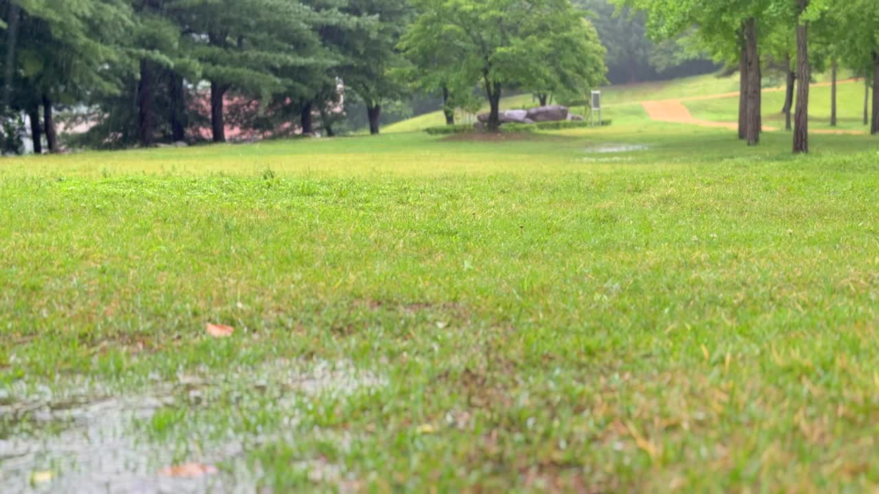 江原道，原州，树，雨落在草坪上/韩国视频素材