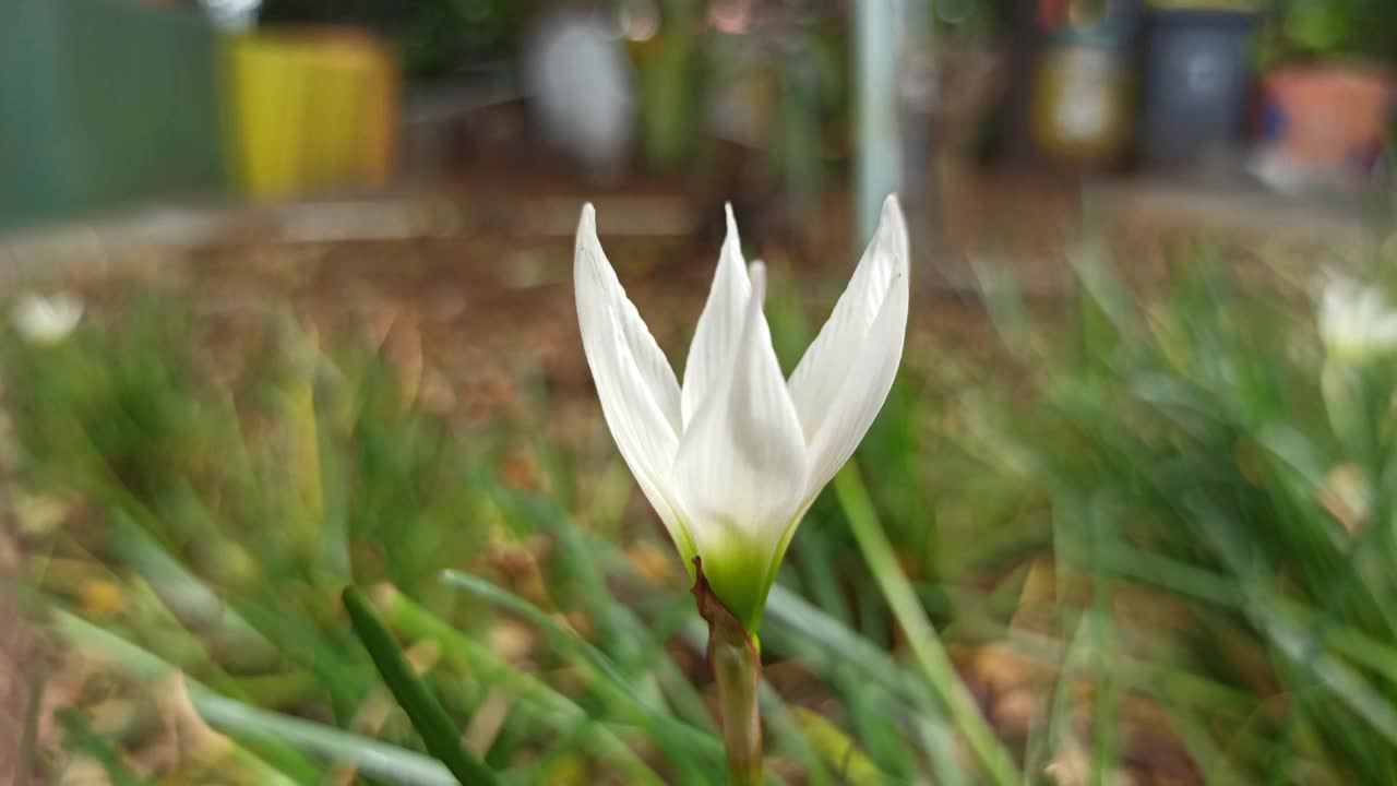 雨莉莉视频素材