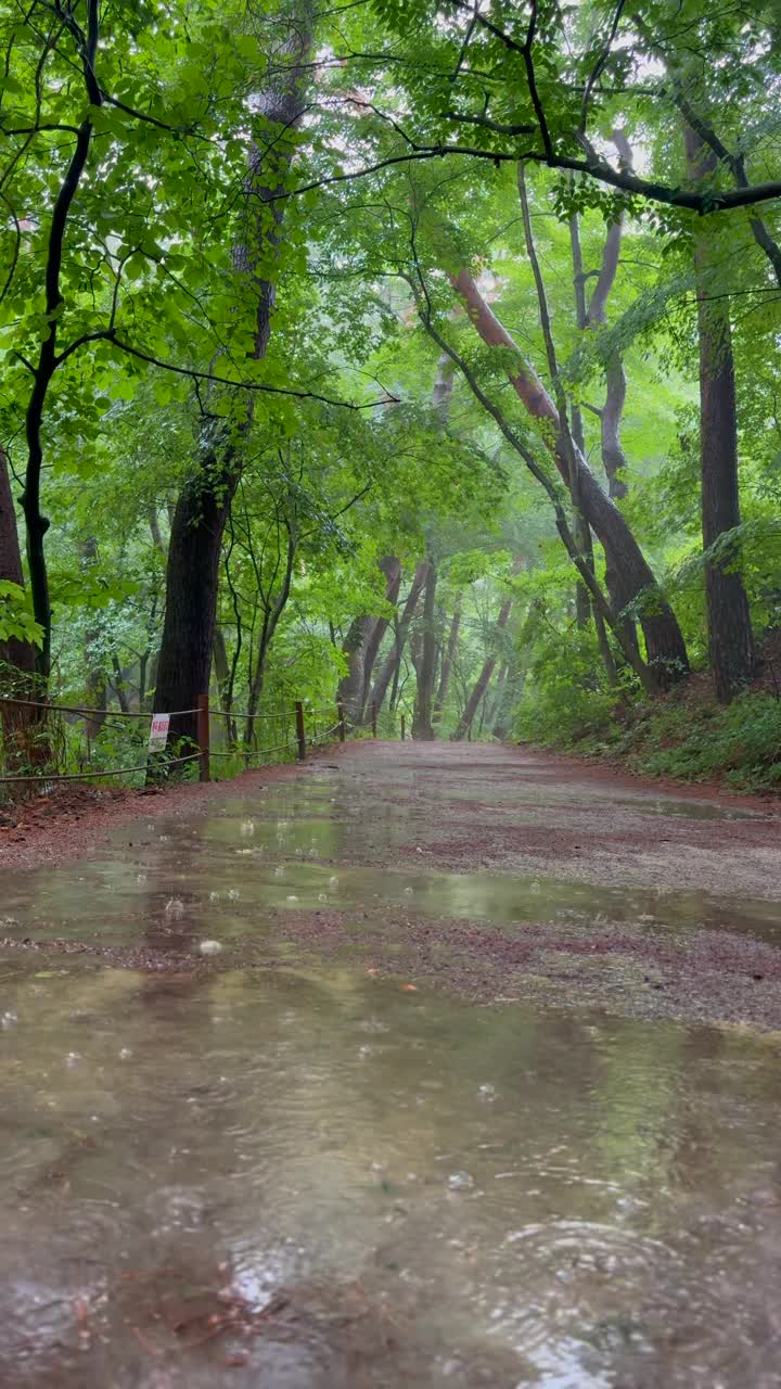 江原道，原州，赤山国立公园，雨在散步/韩国视频素材