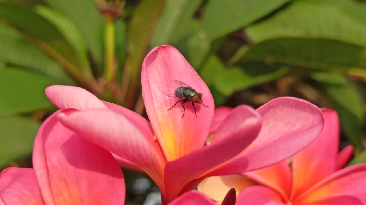 花上的苍蝇视频素材