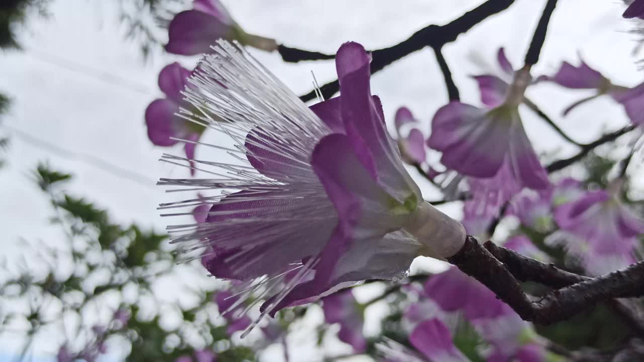 模仿花视频素材