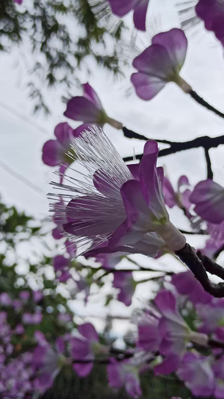 模仿花视频素材