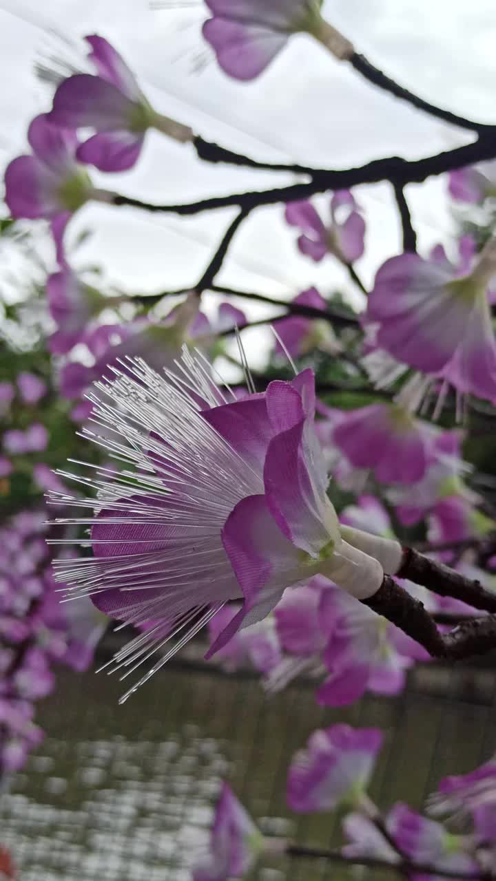 模仿花视频素材