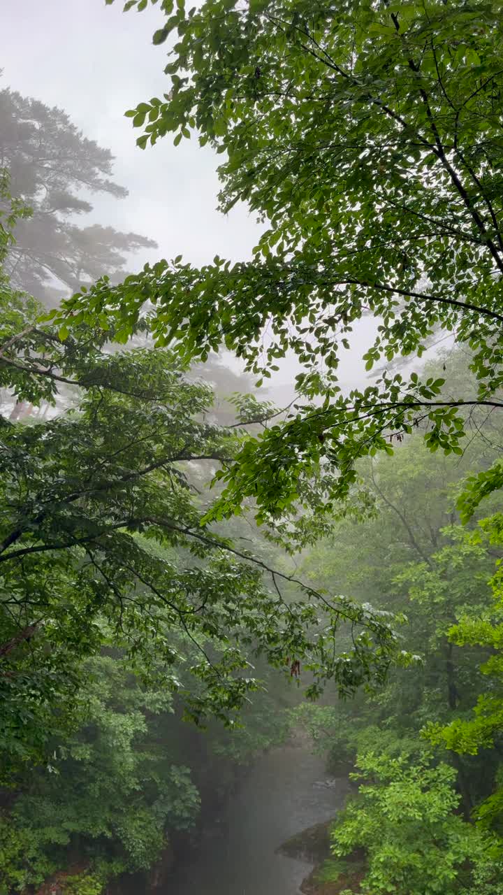 江原道，原州，赤山国立公园，山谷下着雨/韩国视频素材