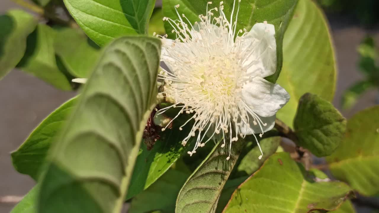 番石榴花视频素材