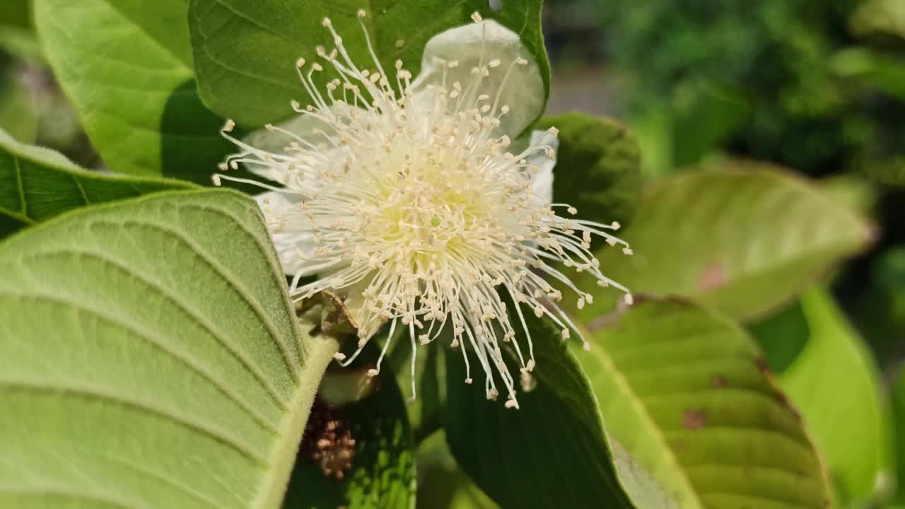 番石榴花视频素材