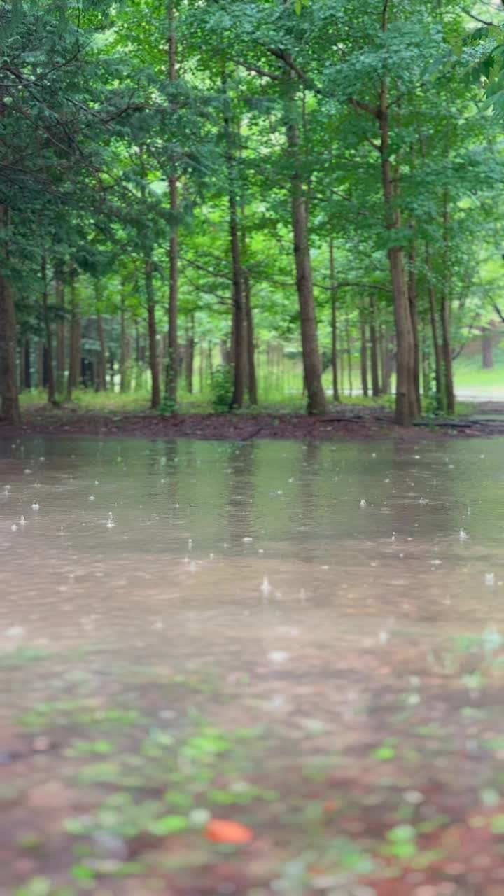 江原道，原州，树木，雨落在森林里/韩国视频素材