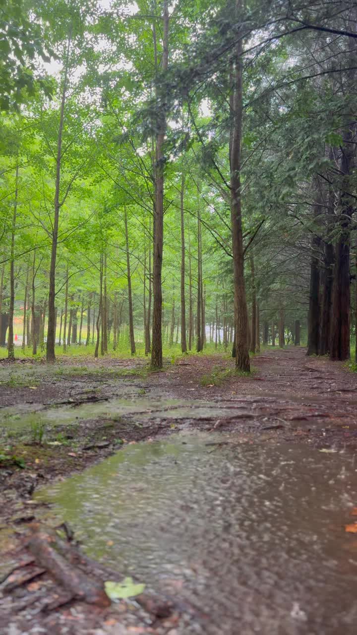 江原道，原州，树木，雨落在森林里/韩国视频素材