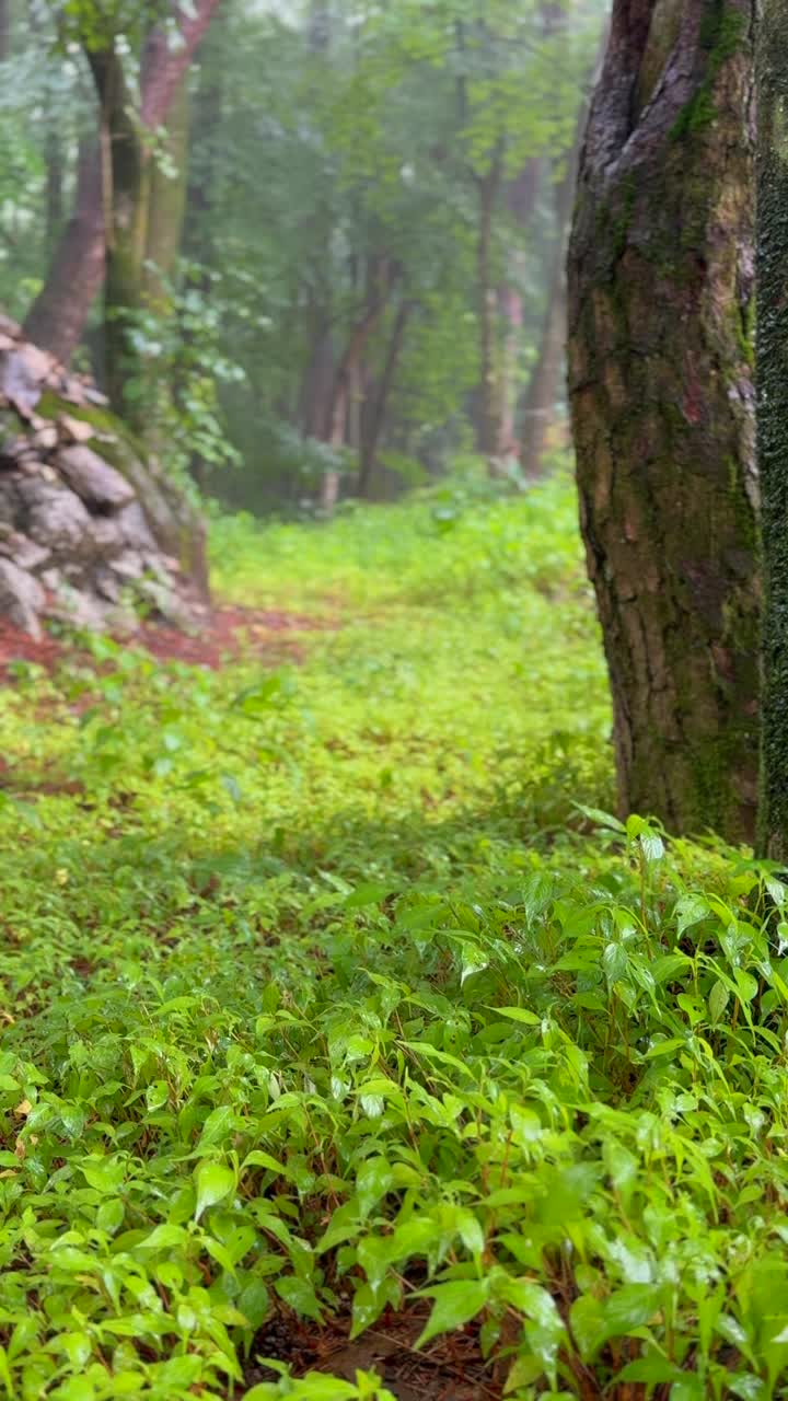 江原道，原州，赤山国立公园，雨落在森林里/韩国视频素材