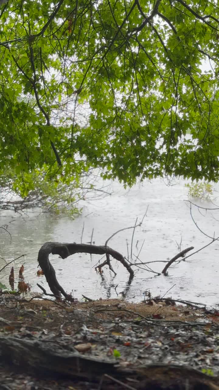 江原道，原州，树木，雨落在森林，湖泊/韩国视频素材