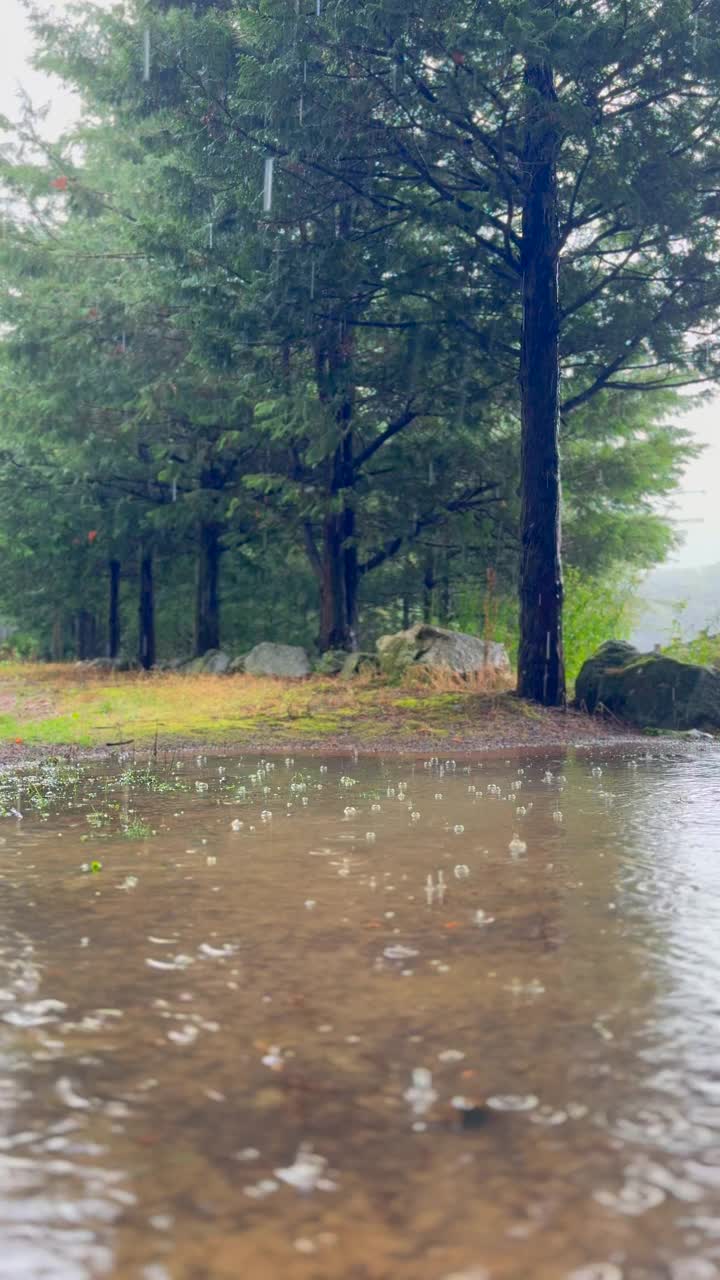 江原道，原州，树木，雨落在森林里/韩国视频素材