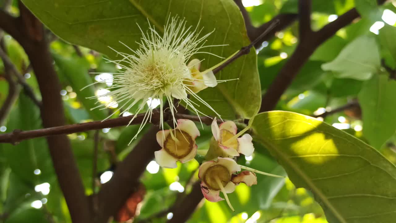 水杨花视频素材