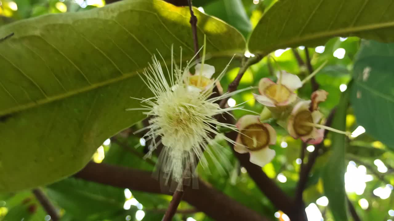 水杨花视频素材