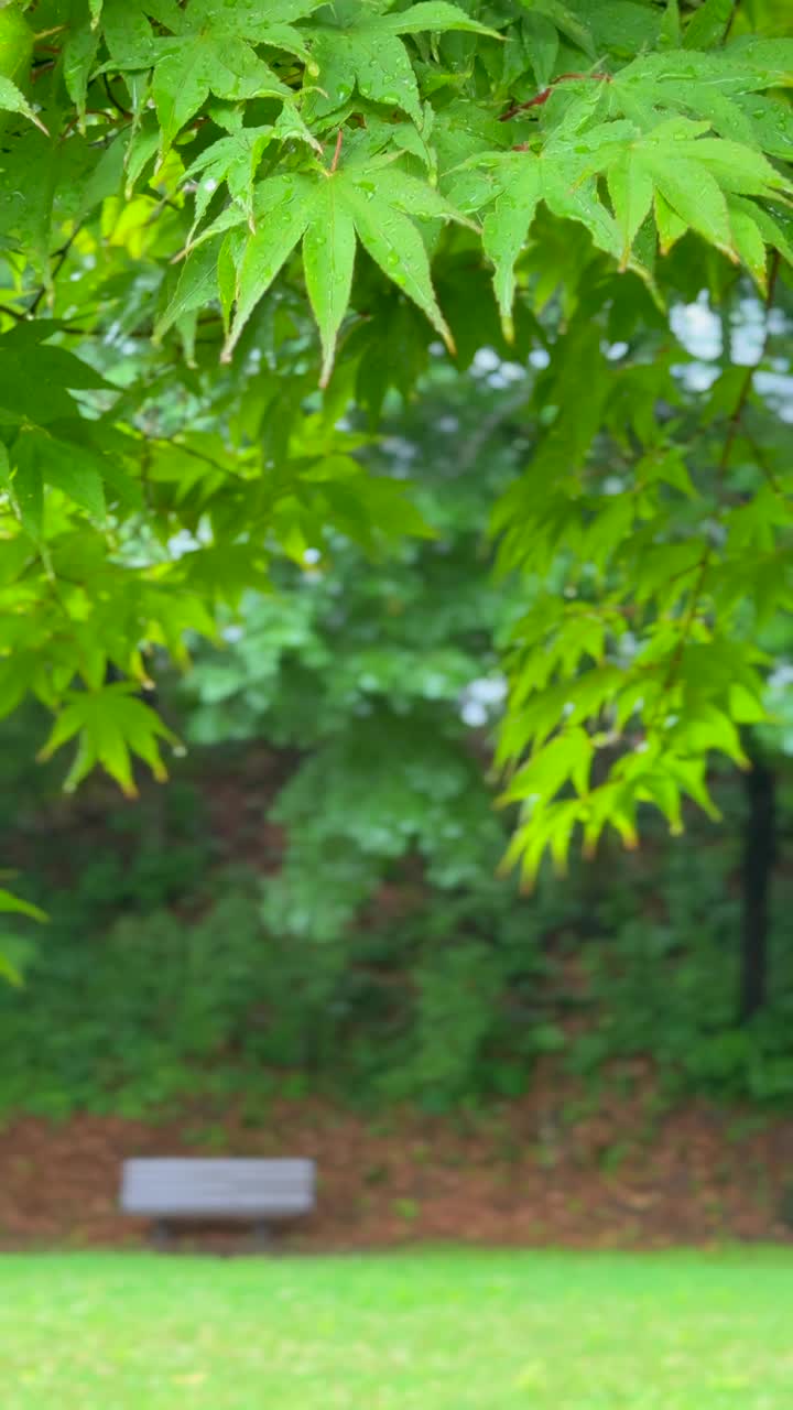 江原道，原州，雨落在草坪上，叶子/韩国视频素材