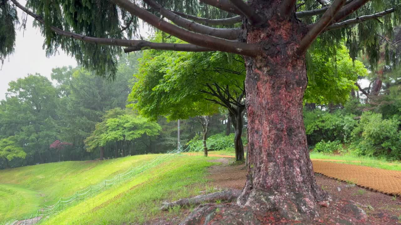 江原道，原州，树木，雨落在森林里/韩国视频素材