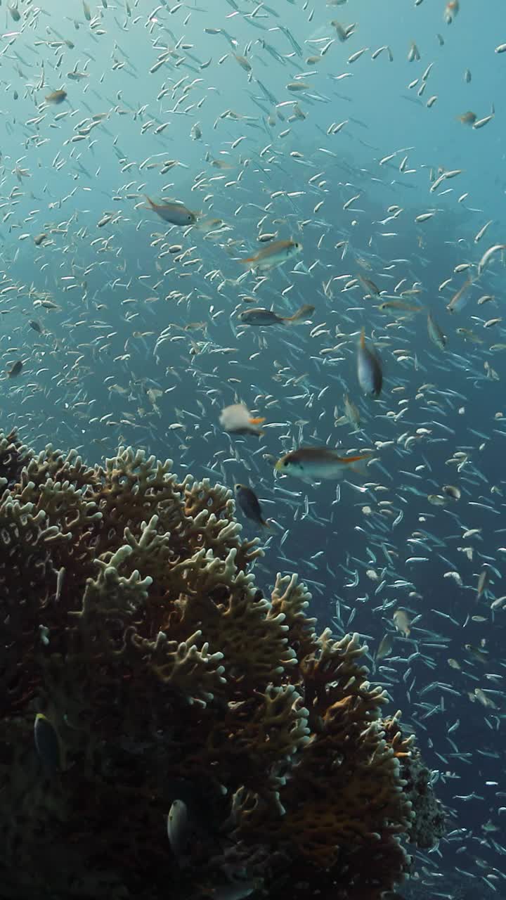 幼鱼在红海珊瑚附近跳舞的垂直视频。视频素材