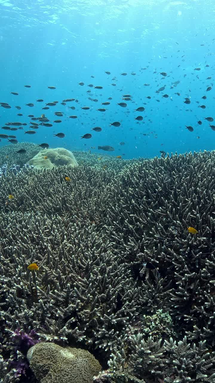 印度尼西亚的海洋生物视频素材