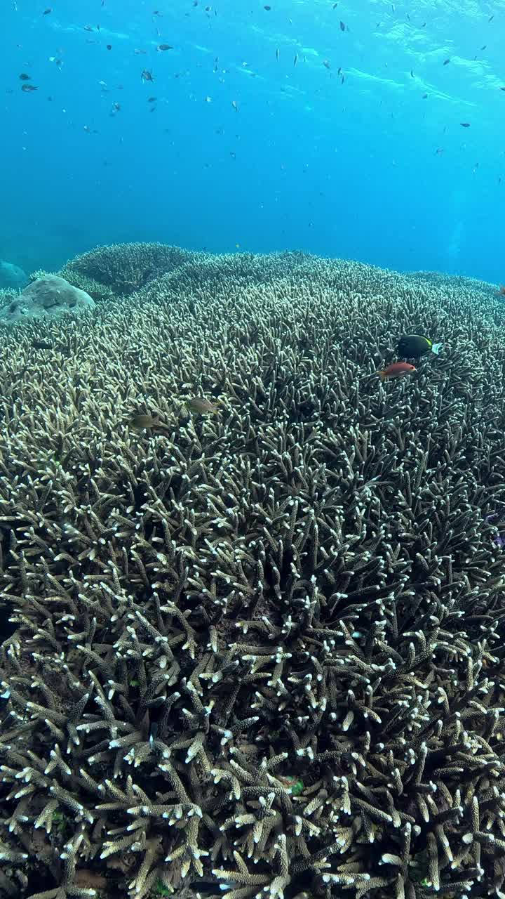 印度尼西亚的海洋生物视频素材