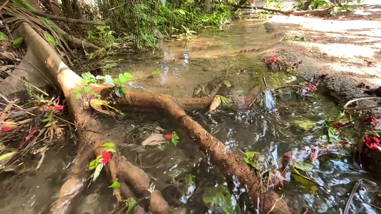 植物根部水流的慢动作剪辑视频素材