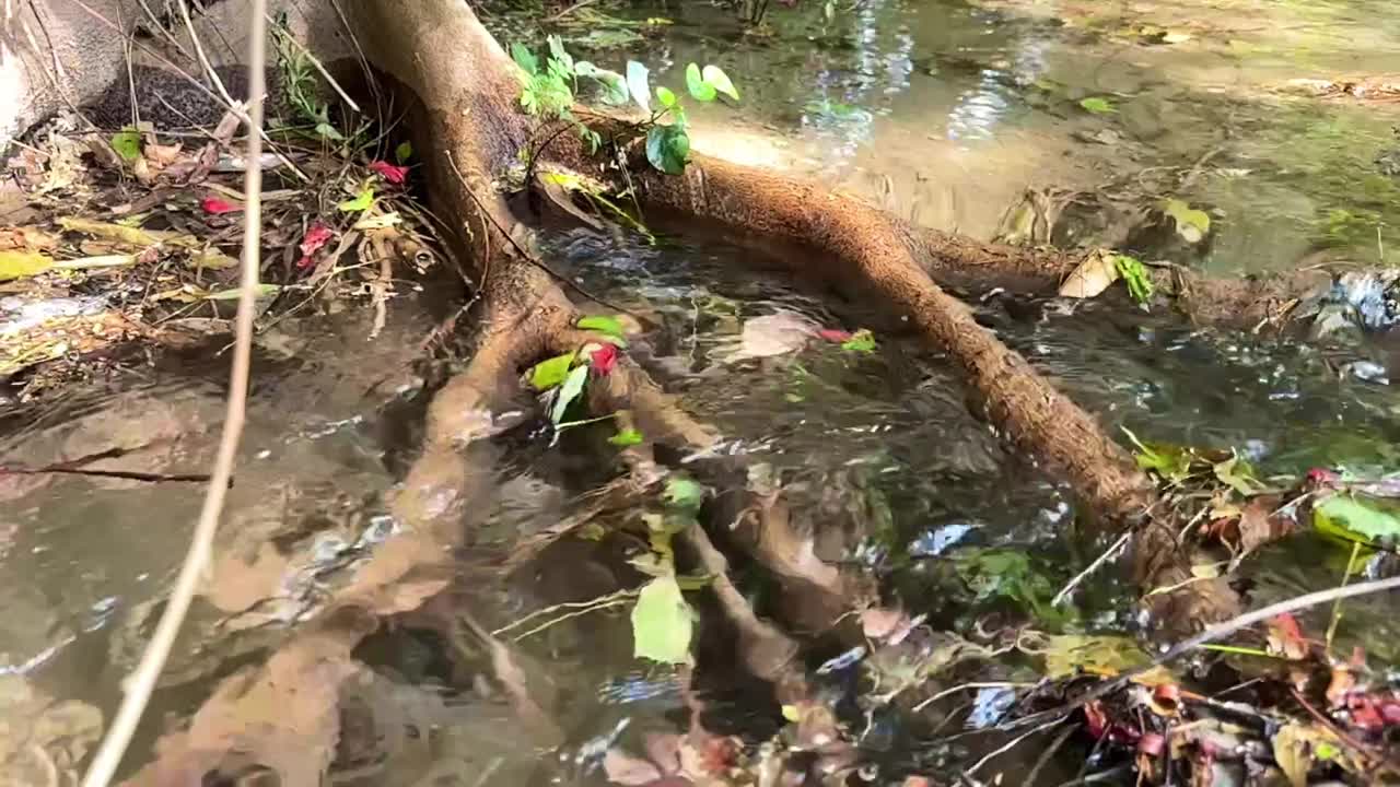 植物根部水流的慢动作剪辑视频下载