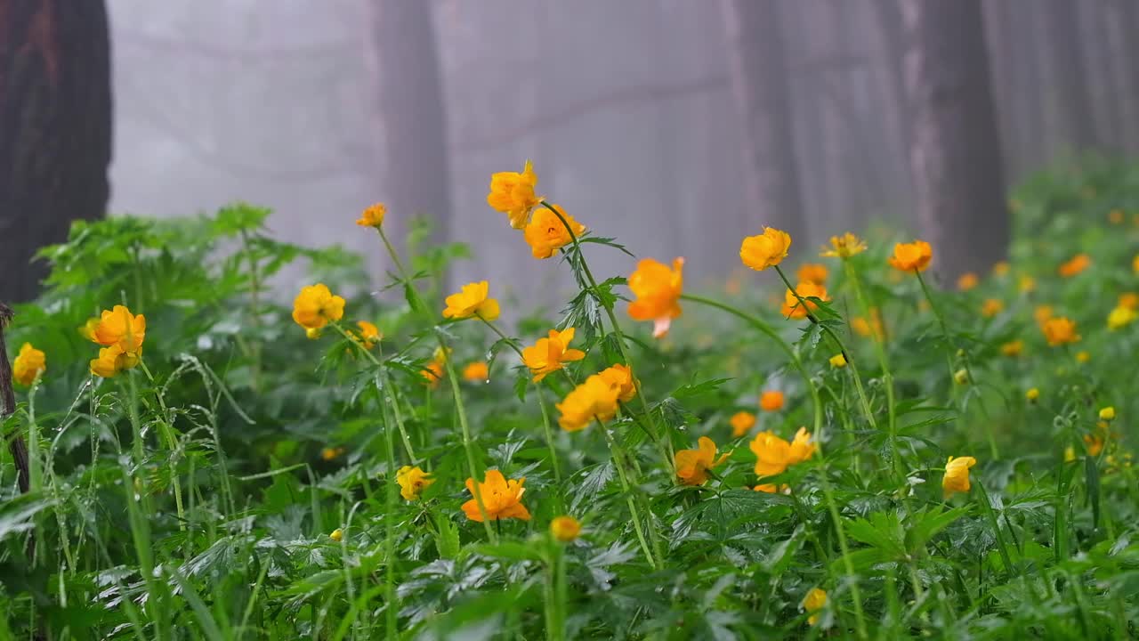 亚洲重瓣毛茛的橙色花，花或亚洲巨魔花或巨魔花在哈萨克斯坦山区雾蒙蒙的森林附近的春天草地上视频下载