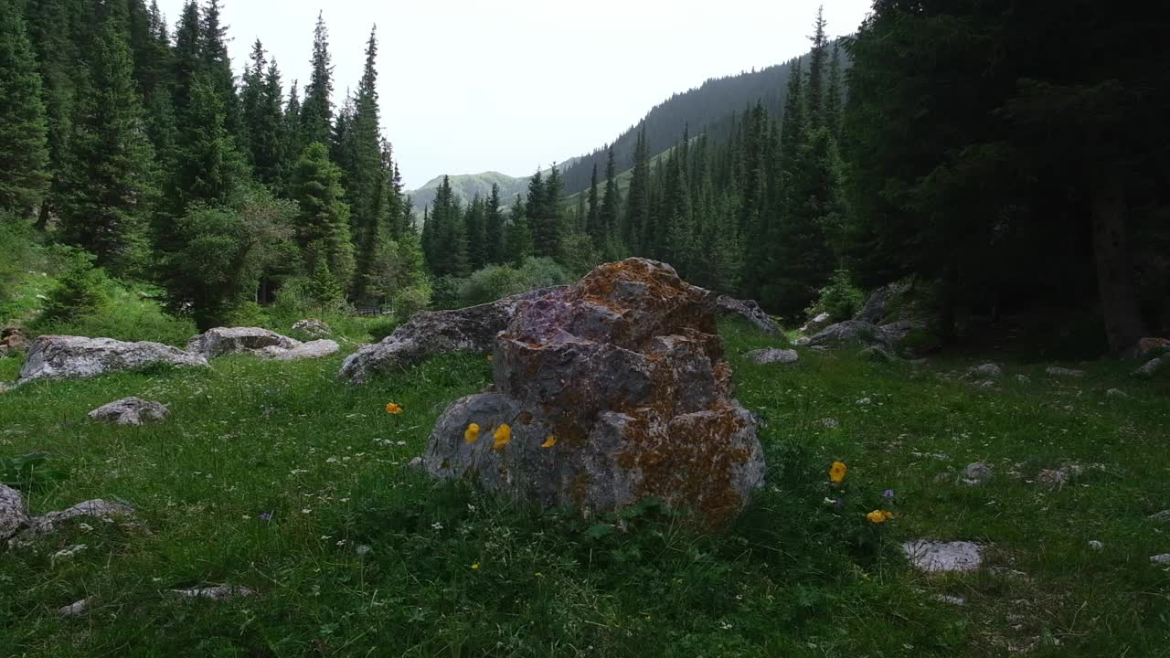 美丽的山峡有石头和鲜花，岩石，新鲜的草和冷杉树。哈萨克斯坦的科默申峡谷。视频下载