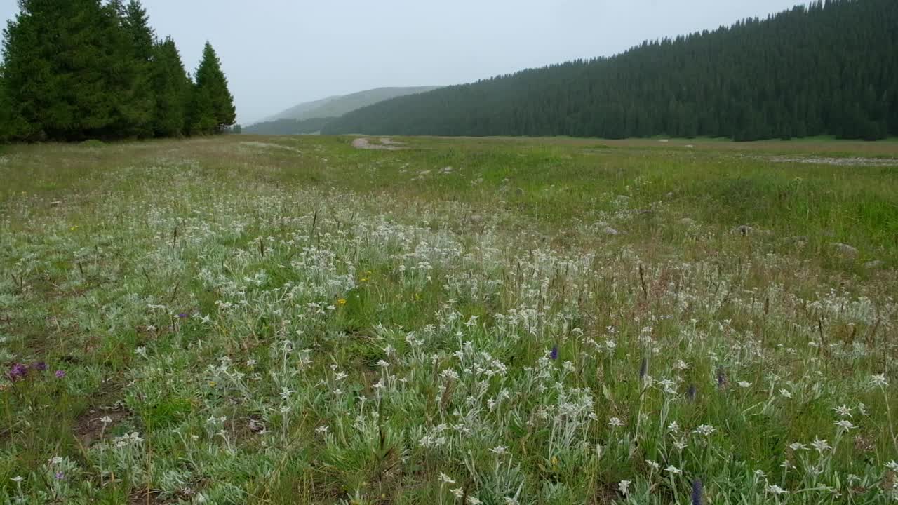 哈萨克斯坦山区的大片野生雪绒花，夏季的特克斯峡谷视频下载