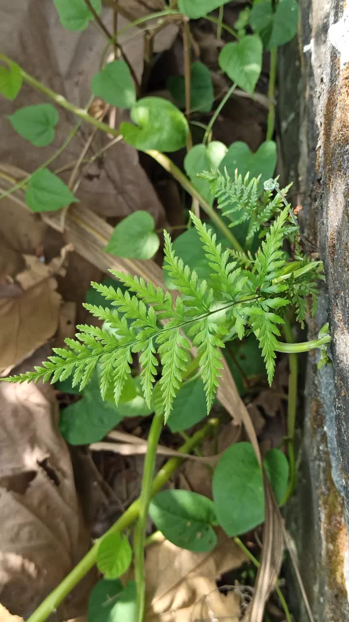 水龙骨门视频素材