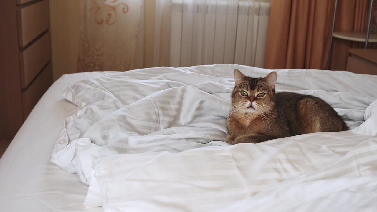 苏格兰直猫躺在卧室的床上，看着相机，复制空间。视频下载