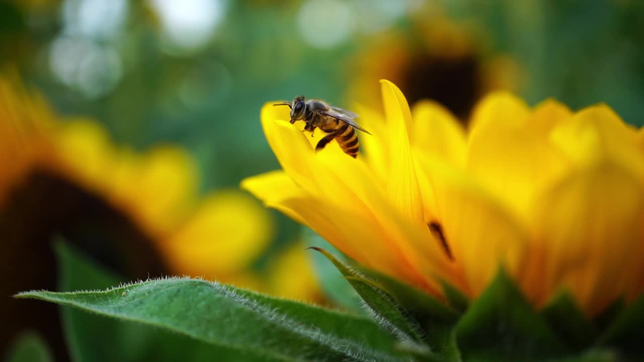 蜜蜂在向日葵上吸花蜜。视频下载